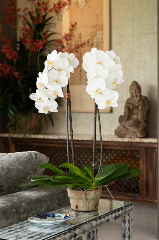 Orchids