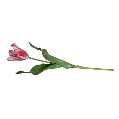 Tulip Stem, Parrot, 18"L - Red-white