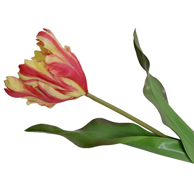 Tulip Stem, Parrot, 18"L - Yellow-orange