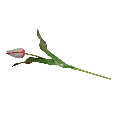 Tulip Stem, Dutch, 18"L - Red-white