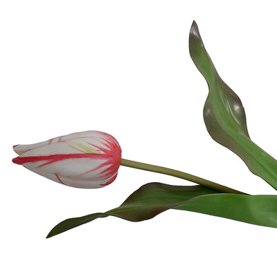 Tulip Stem, Dutch, 18"L - Red-white