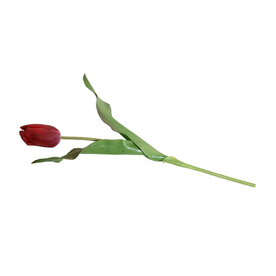 Tulip Stem, Dutch, 18"L - Red