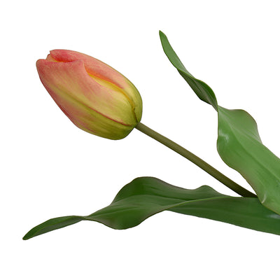 Tulip Stem, Dutch, 18"L - Orange-green