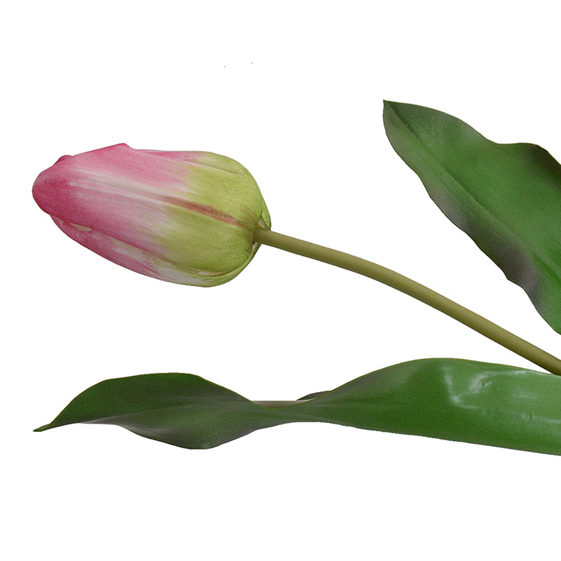 Tulip Stem, Dutch, 18"L - Pink-green