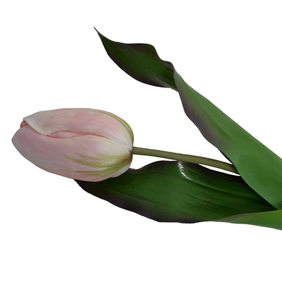 Tulip Stem, Dutch, 18"L - Light Pink