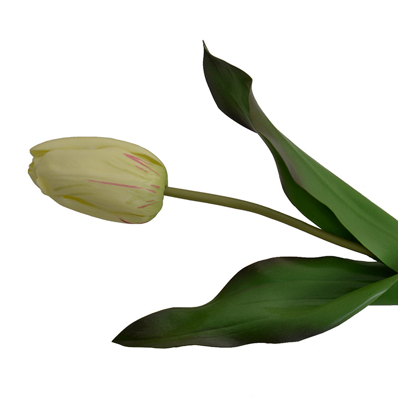 Tulip Stem, Dutch, 18"L - Yellow-red