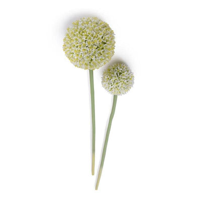 Allium Flower Stem 5.5"D