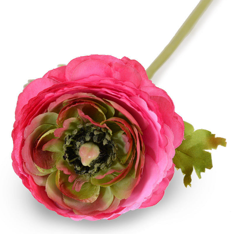 Ranunculus Stem, 15