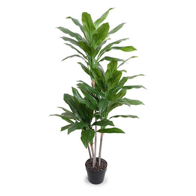 Dracaena Plant 52"H
