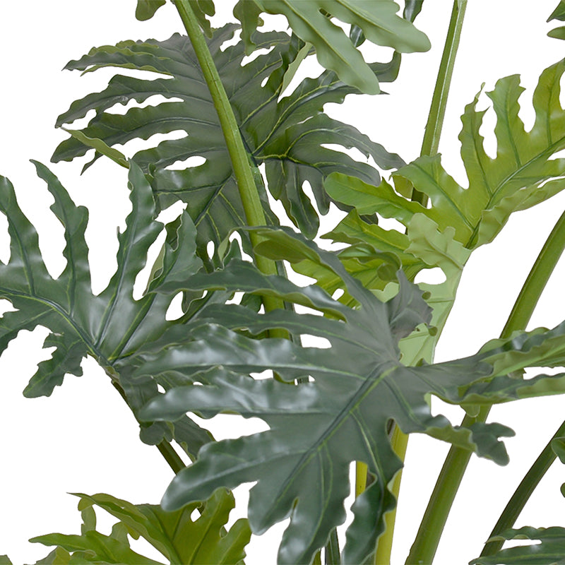 philodendron selloum variegata Philodendron Selloum plant in Octagonal Vase – New Growth Designs