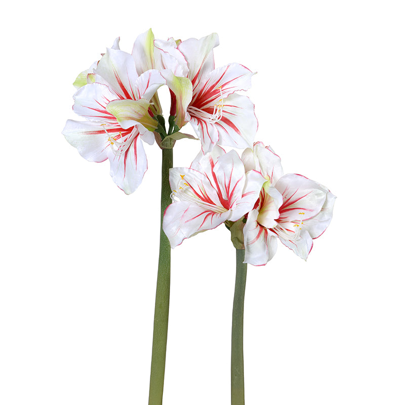 Amaryllis Stem, Red-white