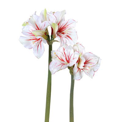 Amaryllis Stem, Red-white