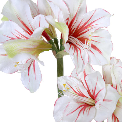 Amaryllis Stem, Red-white