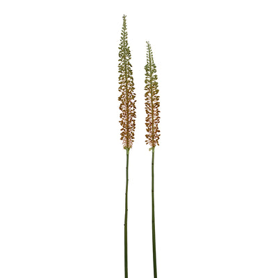 Eremurus Stem