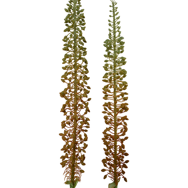 Eremurus Stem