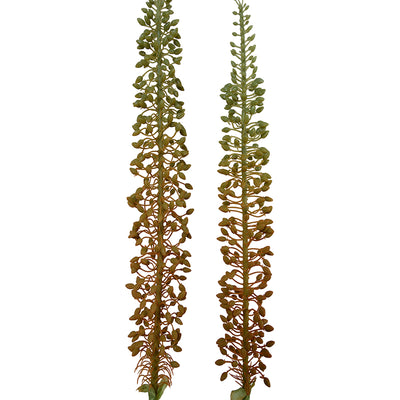 Eremurus Stem