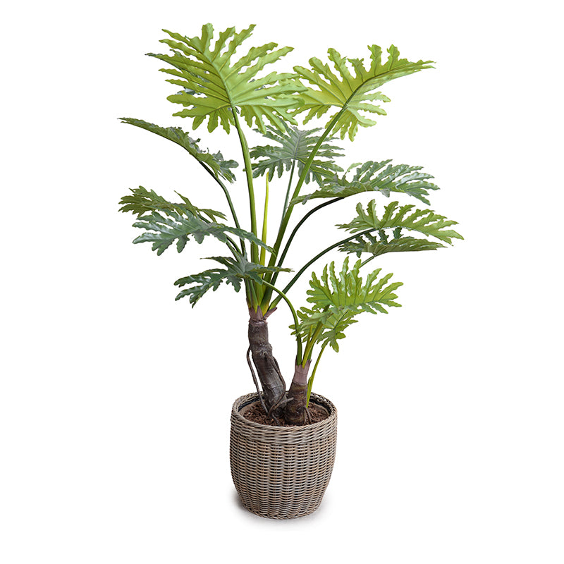 philodendron sodiroi care Philodendron sodiroi – Foliage Factory main image 0