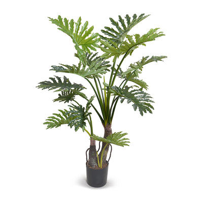 Philodendron Selloum Plant 58" H
