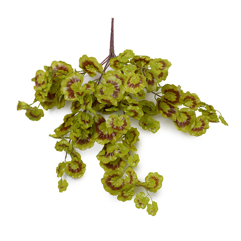 Geranium Avimore Geranium Ivy Vine 20