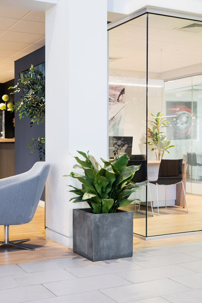 Fiberglass Cube Planter w/ Lead Finish