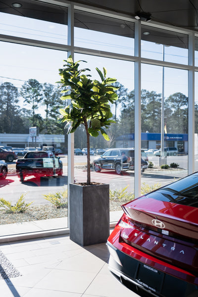 Fiberglass Column Planter w/ Lead Finish