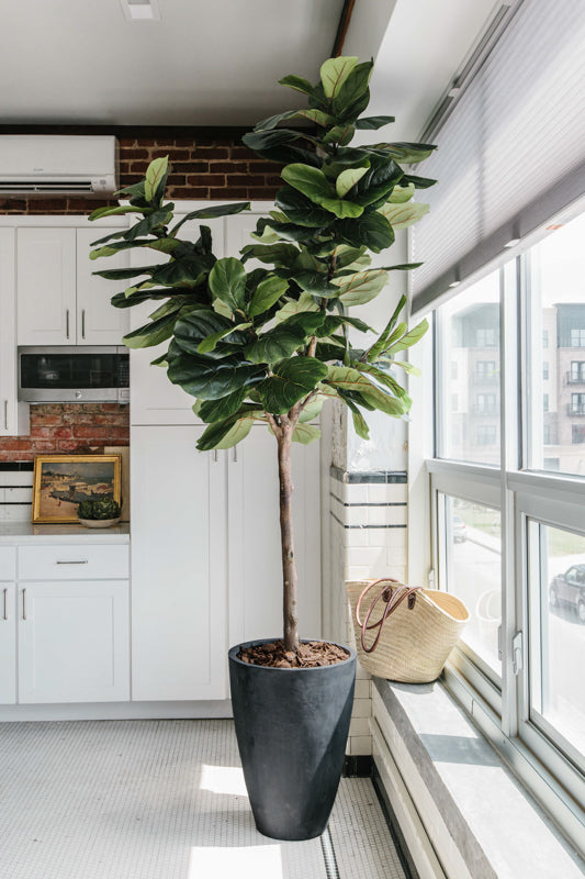 Trees & Plants