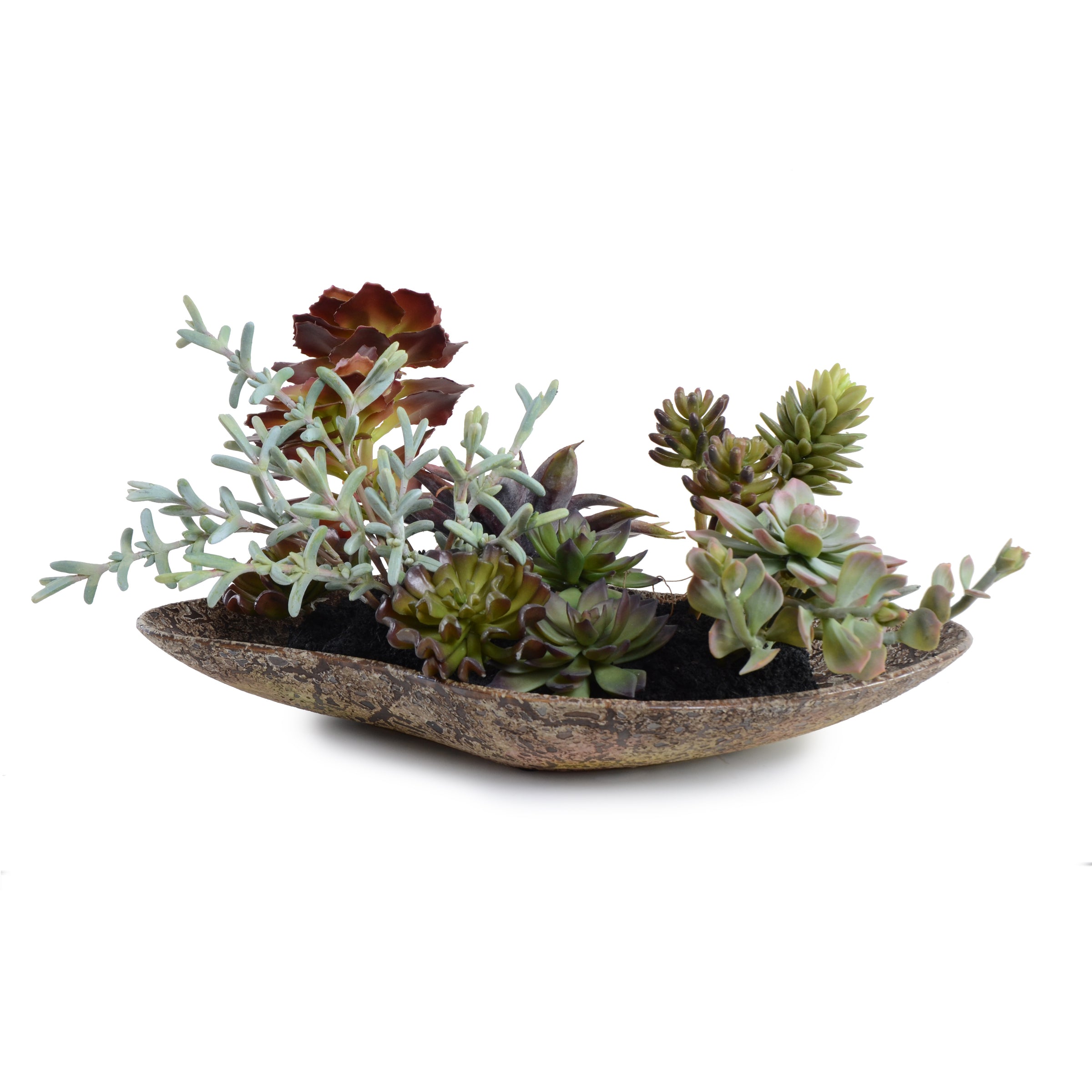 Succulents in client container