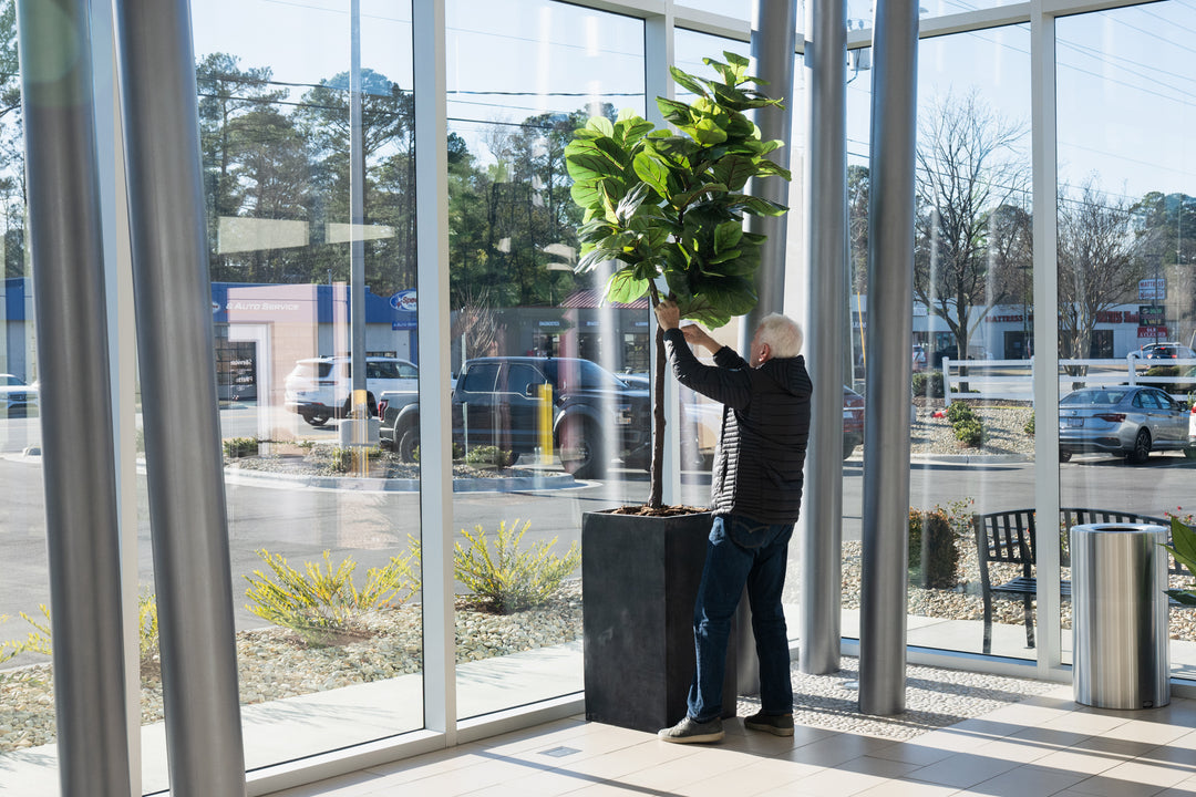 Olive Tree 6.5' – New Growth Designs