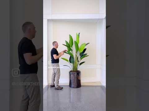 Traveller's Palm Tree 7' – New Growth Designs