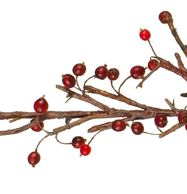 Berry Branch, 48" L - Crab Apple - New Growth Designs