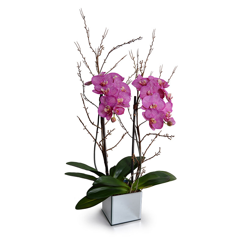 Phalaenopsis Orchid x2 w/Willow in Mirror cube vase - Fuchsia