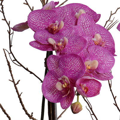 Phalaenopsis Orchid x2 w/Willow in Mirror cube vase - Fuchsia