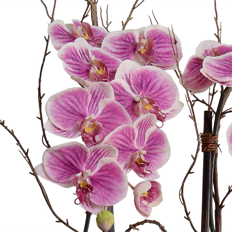 Phalaenopsis Orchid x2 w/Willow in Mirror cube vase - Fuchsia-cream