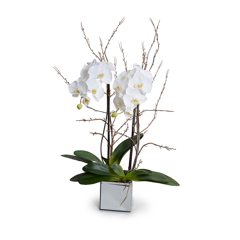 Phalaenopsis Orchid x2 w/Willow in Mirror cube vase - White