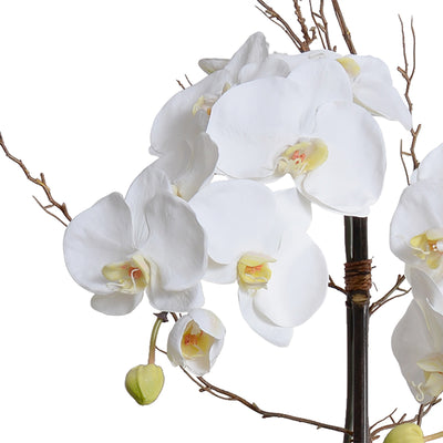 Phalaenopsis Orchid x2 w/Willow in Mirror cube vase - White