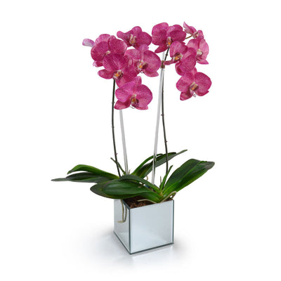 Phalaenopsis Orchid x2 in Mirror Vase - Fuchsia