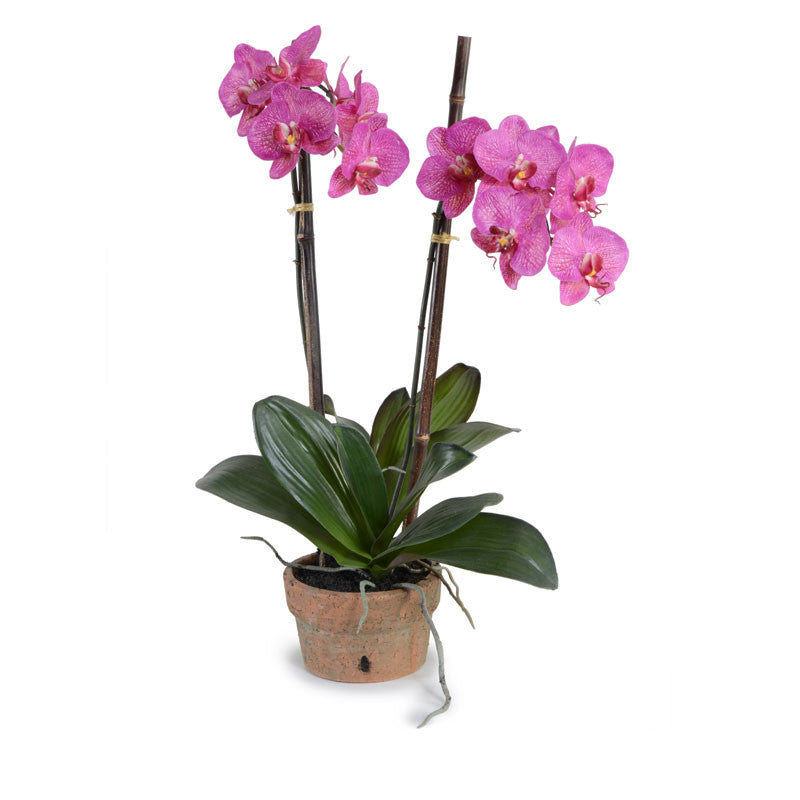 Phalaenopsis Orchid x2 in Rustic Terracotta - Fuchsia