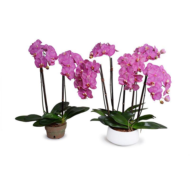 Phalaenopsis Orchid x5 in Ceramic Bowl - Fuchsia - New Growth Designs
