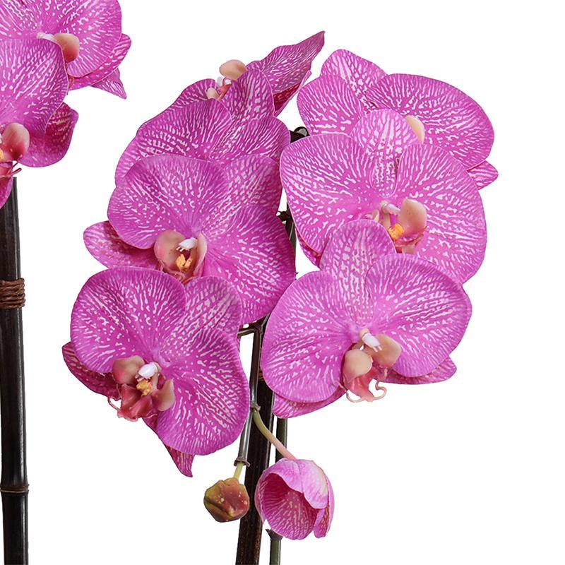 Phalaenopsis Orchid x2 in Rustic Terracotta - Fuchsia - New Growth Designs