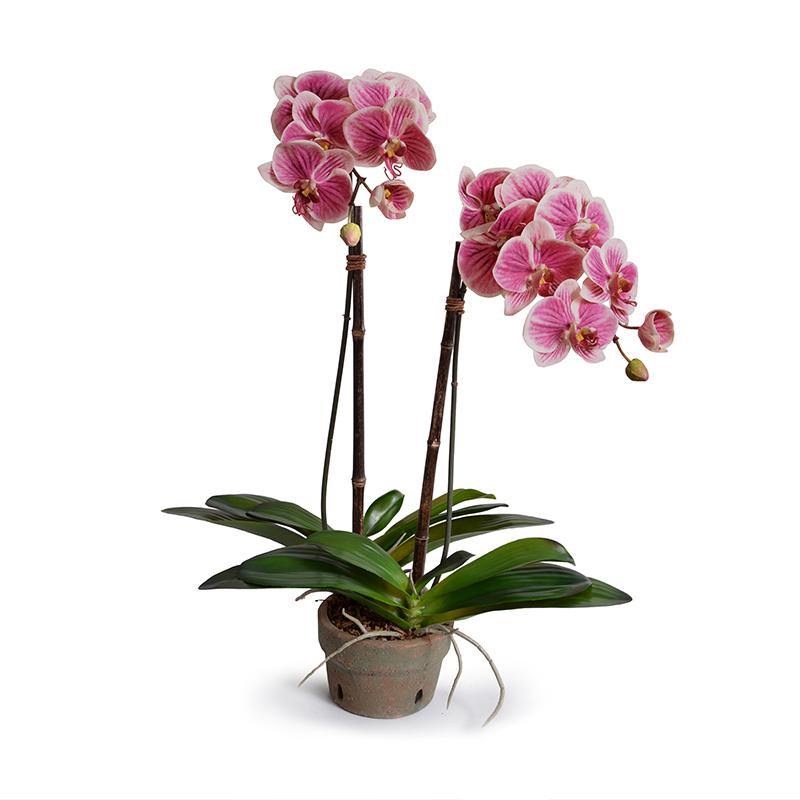 Phalaenopsis Orchid x2 in Rustic Terracotta - Fuchsia/cream - New Growth Designs