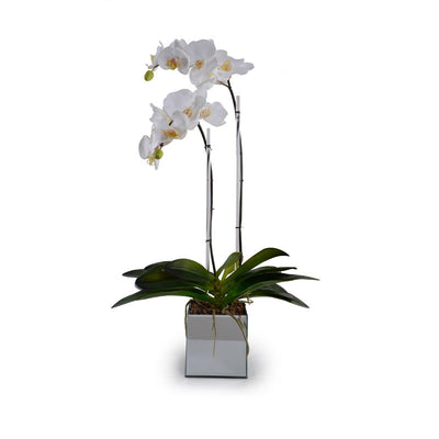 Phalaenopsis Orchid x2 in Mirror Vase - White