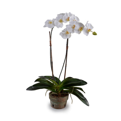 Phalaenopsis Orchid x2 in Rustic Terracotta - White