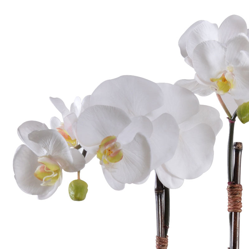 Phalaenopsis Orchid x2 in Rustic Terracotta - White
