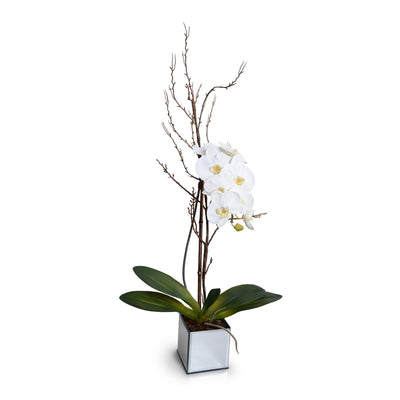 Phalaenopsis Orchid x1 w/Willow in Mirror Vase - White