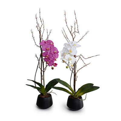 Phalaenopsis Orchid x1 w/Willow in Black Ceramic Vase - Fuchsia
