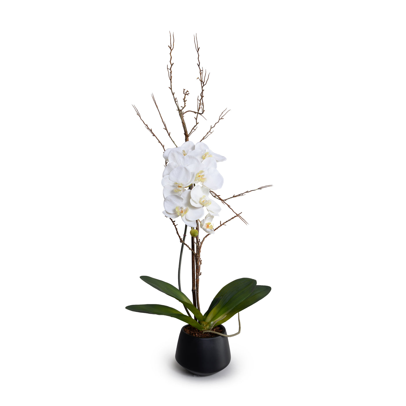 Phalaenopsis Orchid x1 w/Willow in Black Ceramic Vase - White