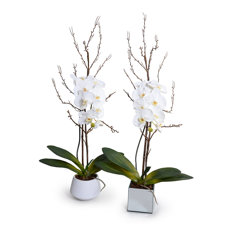 Phalaenopsis Orchid x1 w/Willow in White Ceramic Vase - White
