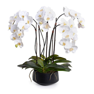 Phalaenopsis Orchid x5 in Ceramic Bowl - White in Black Bowl - New Growth Designs