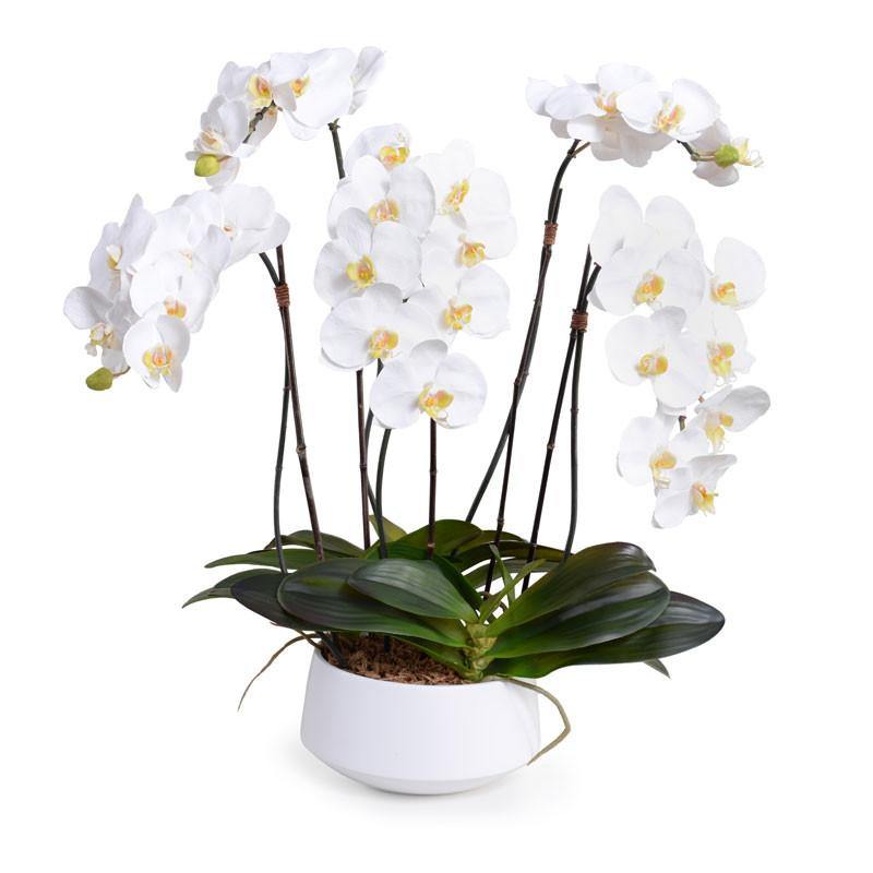 Phalaenopsis Orchid x5 in Ceramic Bowl - White in White Bowl - New Growth Designs