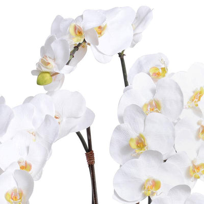 Phalaenopsis Orchid x5 in Ceramic Bowl - White in White Bowl - New Growth Designs